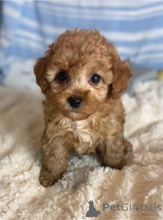 Zdjęcie №1. pies nierasowy - na sprzedaż w Degerdal | negocjowane | Zapowiedź №162094