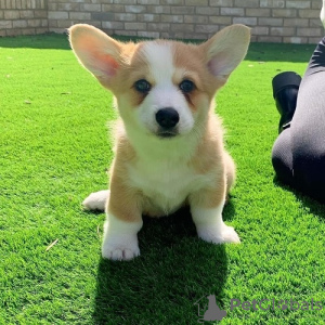 Zdjęcie №2 do zapowiedźy № 117970 na sprzedaż  welsh corgi - wkupić się Szwecja 