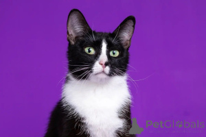 Zdjęcie №3. Dwie piękne dziewczyny w poszukiwaniu domu kota w kwadratowym guziku i trish. Federacja Rosyjska