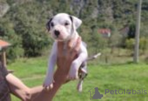 Zdjęcie №2 do zapowiedźy № 128834 na sprzedaż  amerykański pitbulterier - wkupić się Finlandia hodowca