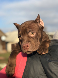 Dodatkowe zdjęcia: American Bully Puppies