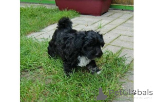 Zdjęcie №1. bolonka - na sprzedaż w Ludwigsburg | negocjowane | Zapowiedź №167106