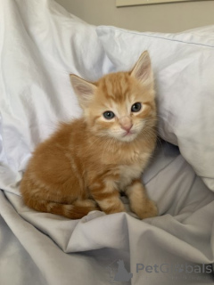 Zdjęcie №2 do zapowiedźy № 134855 na sprzedaż  maine coon - wkupić się Niemcy prywatne ogłoszenie, od żłobka, ze schronu, hodowca