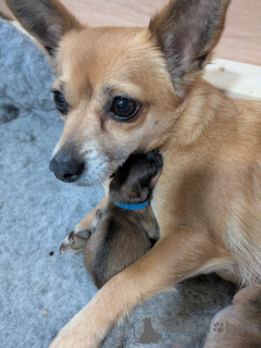 Zdjęcie №3. Piękne szczenięta pomorskie x Chorkie. USA