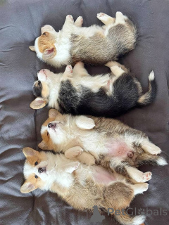 Zdjęcie №2 do zapowiedźy № 150722 na sprzedaż  welsh corgi - wkupić się Niemcy prywatne ogłoszenie