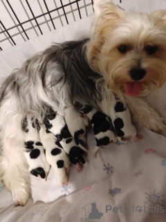 Zdjęcie №1. yorkshire terrier biewer - na sprzedaż w Jokne’am | negocjowane | Zapowiedź №175694