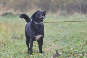 Dodatkowe zdjęcia: Byron szuka domu!