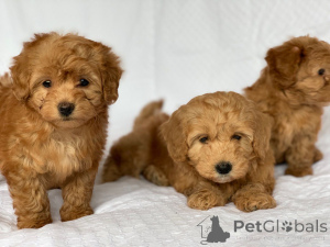 Zdjęcie №4. Sprzedam hawańczyk w Couvin. prywatne ogłoszenie - cena - 2392zł