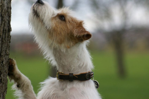 Parson Russell Terrier