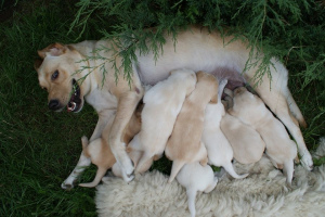Poród u psów: jak mijają i co pomagają zwierzętom