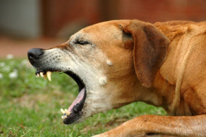 Pies kaszel: przyczyny i leczenie