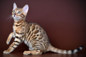 Kot bengalski (Bengal cat)