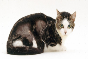 Cat Dermatitis: rodzaje, objawy i leczenie