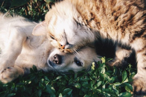 Przyjaźń kotów i psów: jak osiągnąć udane sąsiedztwo?
