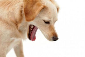 Białe, żółte wymioty u psa: przyczyny, leczenie