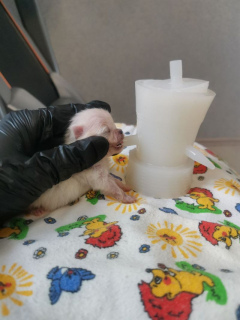 Karmienie nowonarodzonych szczeniąt