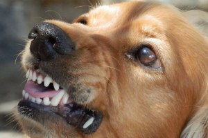 Agresywny pies: eliminuj przyczyny złego zachowania