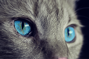 Częste choroby kotów: objawy i leczenie