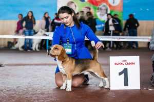 Zaplanuj wystawy psów w Rosji