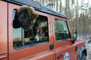 Funkcje podróży samochodem z psem