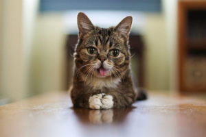 Dlaczego koty wystają z czubka języka?