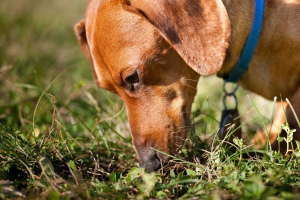 Pies zjada odchody: dlaczego i jak walczyć?