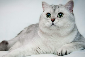 Szynszyla Cat (Chinchilla Cat)