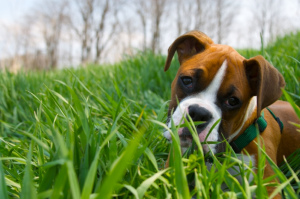 Dlaczego psy jedzą trawę?