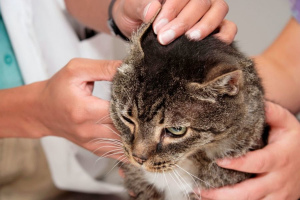 Kleszcz uszu u kotów: objawy i leczenie