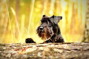 Sznaucer miniaturowy (Miniature Schnauzer)