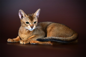 Kot Abisyński (Abyssinian cat)