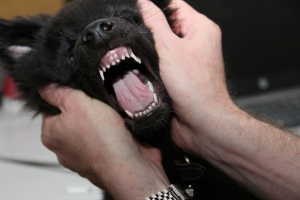 Wszystko, co chciałeś wiedzieć o psich zębach mlecznych