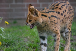 Serval i Caracal - najdroższe koty na świecie