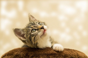 8 popularnych mitów na temat trzymania kotów