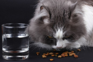 Właściwe karmienie kotów: normy i niezbędne produkty