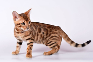 10 najdroższych kotów na świecie