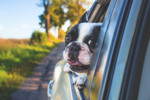 Transport psów i kotów w samolocie, auto, dostawa ładunków. Zasady transportu zwierząt domowych.