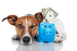 Konserwacja psa: jak zaoszczędzić pieniądze?