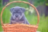 Zdjęcie №2 do zapowiedźy № 51295 na sprzedaż  american bully - wkupić się Federacja Rosyjska hodowca