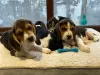 Zdjęcie №3. Akc zarejestrowane szczenięta rasy beagle. USA