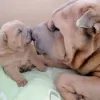 Dodatkowe zdjęcia: Szczenięta Shar Pei