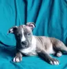 Dodatkowe zdjęcia: Wspaniały samiec American Staffordshire Terrier