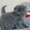 Zdjęcie №1. scottish fold - na sprzedaż w Эспоо | 837zł | Zapowiedź № 122842