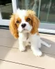 Zdjęcie №1. cavalier king charles spaniel - na sprzedaż w Flagstaff | 1585zł | Zapowiedź №127295