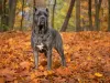 Dodatkowe zdjęcia: Szczenięta Cane Corso