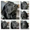 Zdjęcie №1. flat coated retriever - na sprzedaż w Ham-sous-Varsberg | 4186zł | Zapowiedź №127188