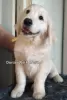 Dodatkowe zdjęcia: Golden retriever