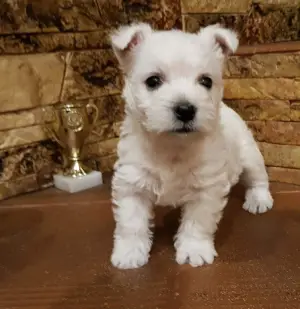 Zdjęcie №3. West Highland White Terrier ze znakomitym rodowodem z hodowli CuttieWestie. Ukraina