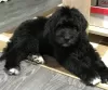 Dodatkowe zdjęcia: Bernedoodle f1