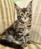 Zdjęcie №1. maine coon - na sprzedaż w New York Mills | 1386zł | Zapowiedź № 104307